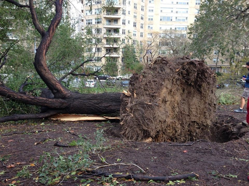 Illustration for article titled This Is What Hurricane Sandy Did To My Neighborhood
